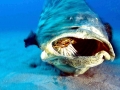 Giant Grouper