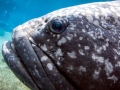 Giant Grouper