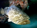 Giant Grouper