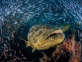 Giant Grouper