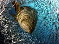 Giant Grouper