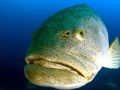 Giant Grouper