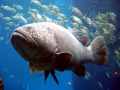 Giant Grouper