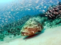 Giant Grouper