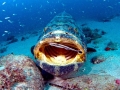 Giant Grouper