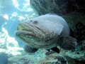 Giant Grouper