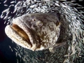 Giant Grouper