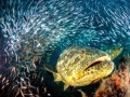 Giant Grouper