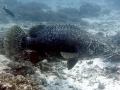 Giant Grouper