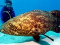 Giant Grouper