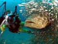 Giant Grouper