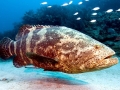 Giant Grouper