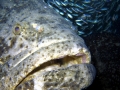 Giant Grouper