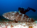 Giant Grouper