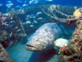 Giant Grouper