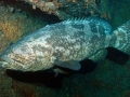 Giant Grouper