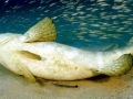 Giant Grouper