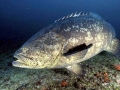 Giant Grouper