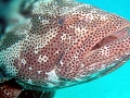Giant Grouper