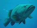 Giant Grouper