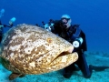 Giant Grouper