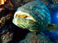Giant Grouper