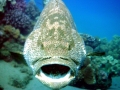 Giant Grouper
