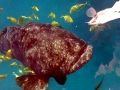 Giant Grouper
