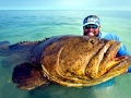 Giant Grouper