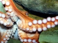 Giant Pacific Octopus