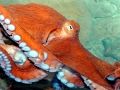 Giant Pacific Octopus