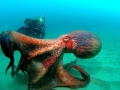Giant Pacific Octopus