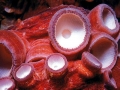 Giant Pacific Octopus