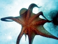 Giant Pacific Octopus