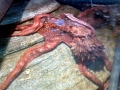 Giant Pacific Octopus