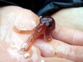 Giant Pacific Octopus