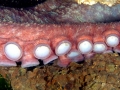 Giant Pacific Octopus