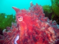 Giant Pacific Octopus