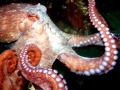 Giant Pacific Octopus