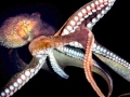 Giant Pacific Octopus