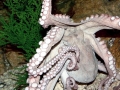 Giant Pacific Octopus