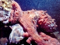 Giant Pacific Octopus