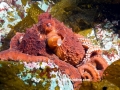 Giant Pacific Octopus