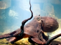 Giant Pacific Octopus