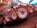 Giant Pacific Octopus