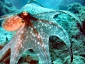 Giant Pacific Octopus