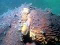 Giant Pacific Octopus