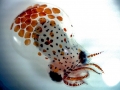 Giant Pacific Octopus