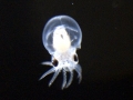 Giant Pacific Octopus