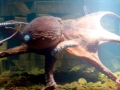 Giant Pacific Octopus